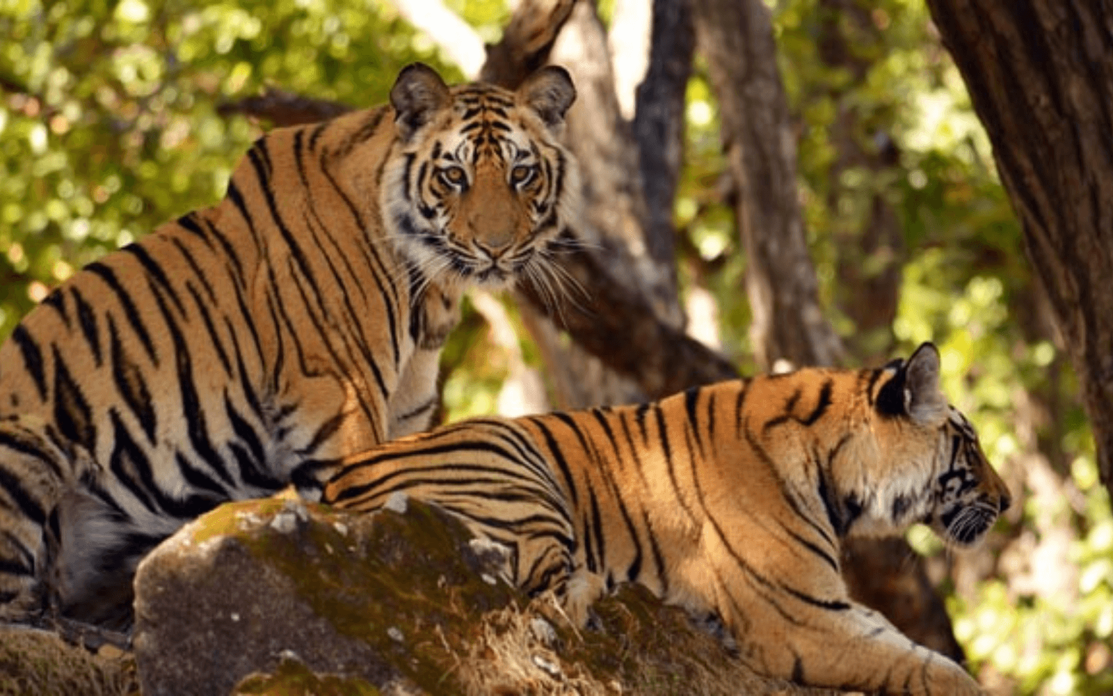 Srisailam Jungle Safari